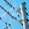 «ФСК ЕЭС» установит в Сибири более 11 тыс. птицезащитных устройств - Локус - комплексные поставки для ВОЛС, линий электропередачи, подстанций 